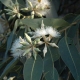 Miel d’Eucalyptus de Madagascar