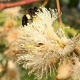 Miel d’Eucalyptus de Madagascar