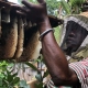 Miel de Forêt Tropicale de Madagascar
