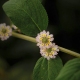 Plante La Brisée avec ses petites fleurs en rosace