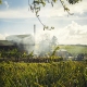 Distillerie Longueteau à Capesterre-Belle-Eau