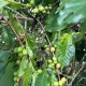 Grains de café bonifieur, Caféier de la Côte Sous Le Vent, Guadeloupe