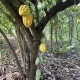 Cabosses de cacao jaunes sur pied au Domaine de Campry