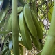 Grappe de gousses de vanille pompona de Guadeloupe