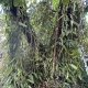 Pied de vanille pompona de la Côte Sous le Vent en Guadeloupe