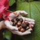 Graines de calophylle de Guadeloupe