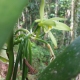 Flacon de sirop de vanille givrée bio recto