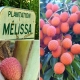 Confiture de Letchi au coulis de Framboise 200 g - Comptoir de Mélissa La Réunion