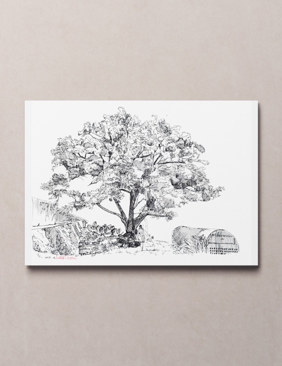 Cythere par Awoz – Dessin à l'Encre - 42 x 30 cm - Reproduction Numérotée - Guadeloupe