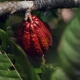 Cabosse de cacao de Guadeloupe © Cécile Chabert