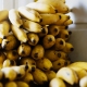 Bananes de Guadeloupe © Cécile Chabert