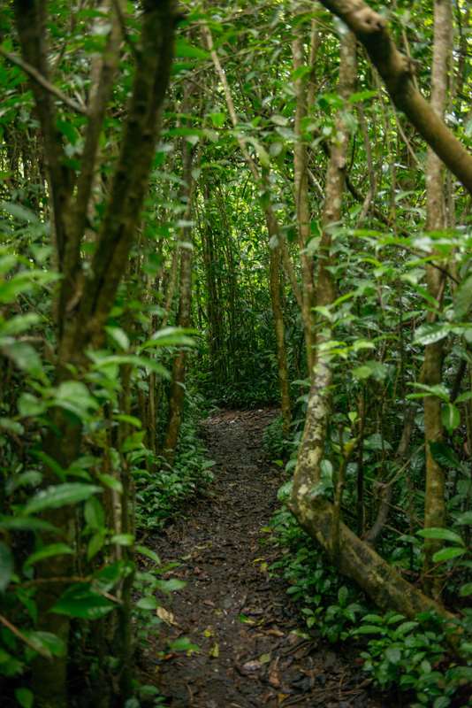 Forêt de thé à La Réunion du Labyrinthe en champ thé