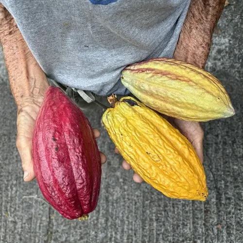 Image du produit