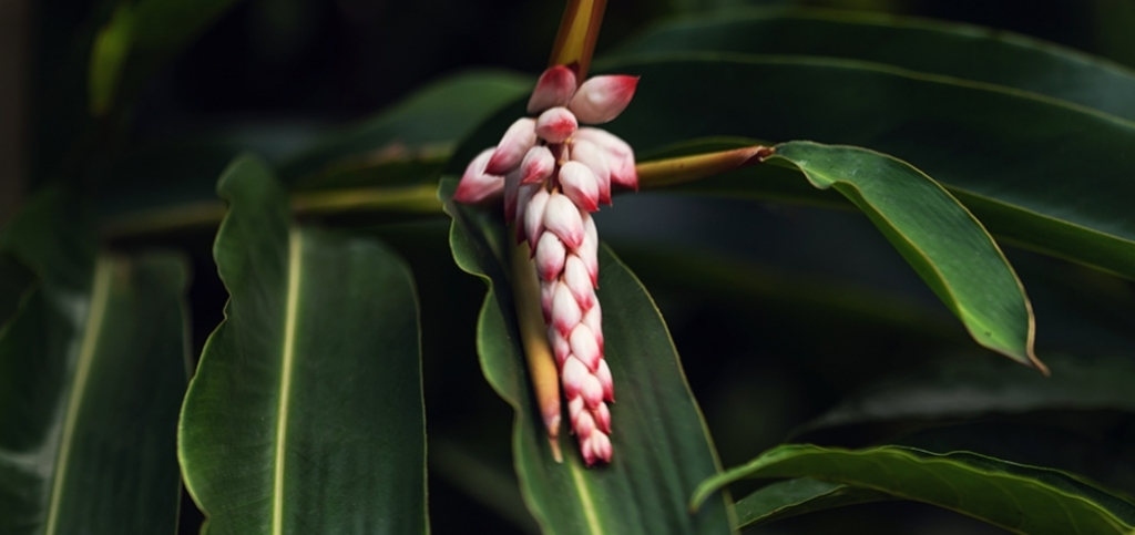 L’Atoumo (Alpinia zerumbet) : Trésor de la Pharmacopée Créole